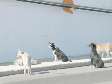 Disperat să scape de câinii maidanezi! Primarul Mangaliei organizează târguri de adopţie